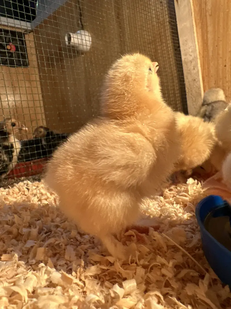 Top Quality Golden buff chicks available — photo 3