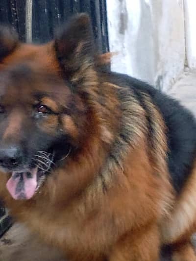 German Shepherd with Triple Coat