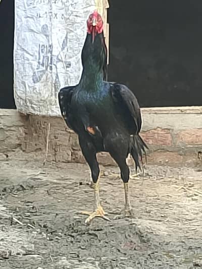 aseel muska patha Thai pkoya cros