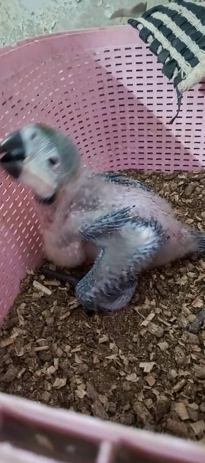 Macaw cacatoa & RED malucan lorry& yellow ring neck chick available