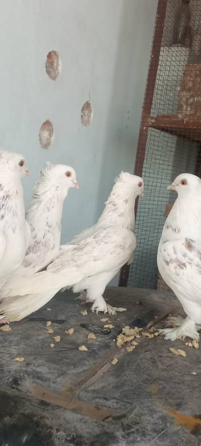 3500 ka pair hai 2 no pair  use final 5500 ke de dunga confirm