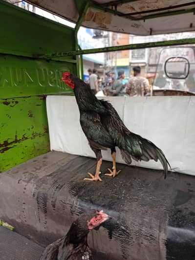 1 Lasani patha for sale or 1 cheena