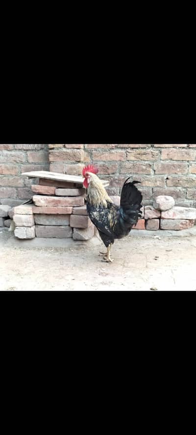 desi misri murgha available