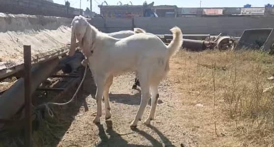 Big Size beauty Fresh 2 daant for sale