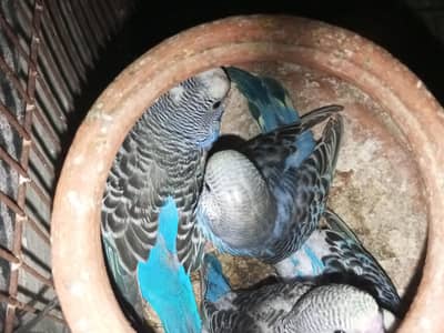 Female Australian parrot  with baby
