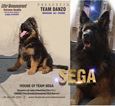 German Shepherd FCI imported bloodline puppise