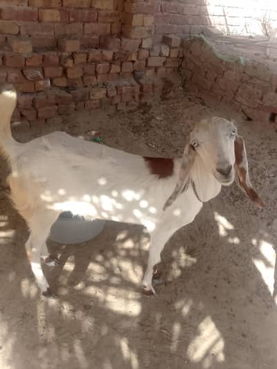 path bakriyan for sale