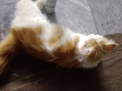 Persian Cat for Sale