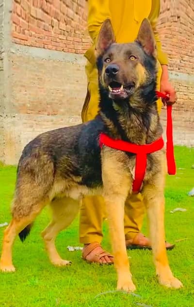 Belgian Malinois | Belgian Shepherd | Puupy | Dog for sale