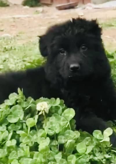Black Garman shepherds female puppy available