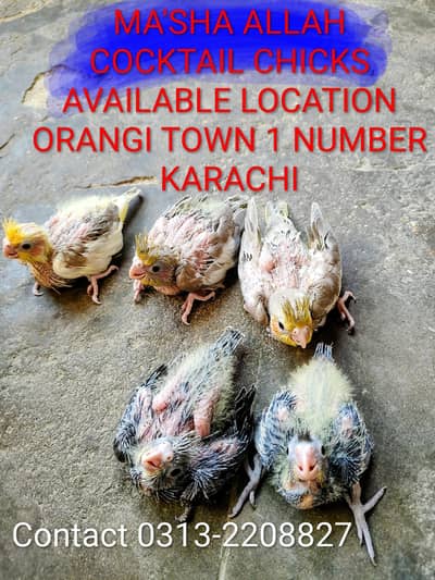 Hand Tamed Fawn Cream Face Cockatiel chicks  And Grey Cockatiel Chicks