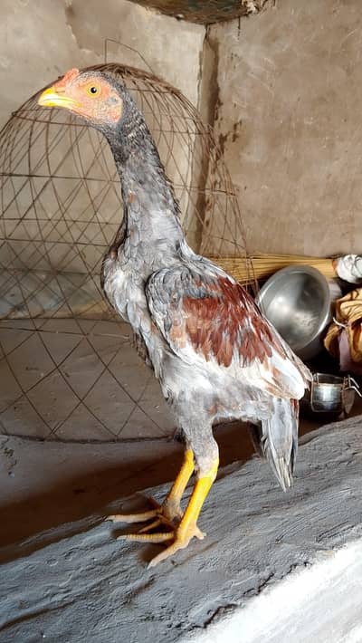 Aseel Jora (Pure Breed) – 6 Month Age – Healthy & Strong Home Raised