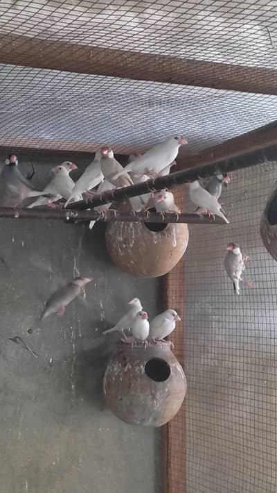 white java , fawn java ,silver java ,grey java