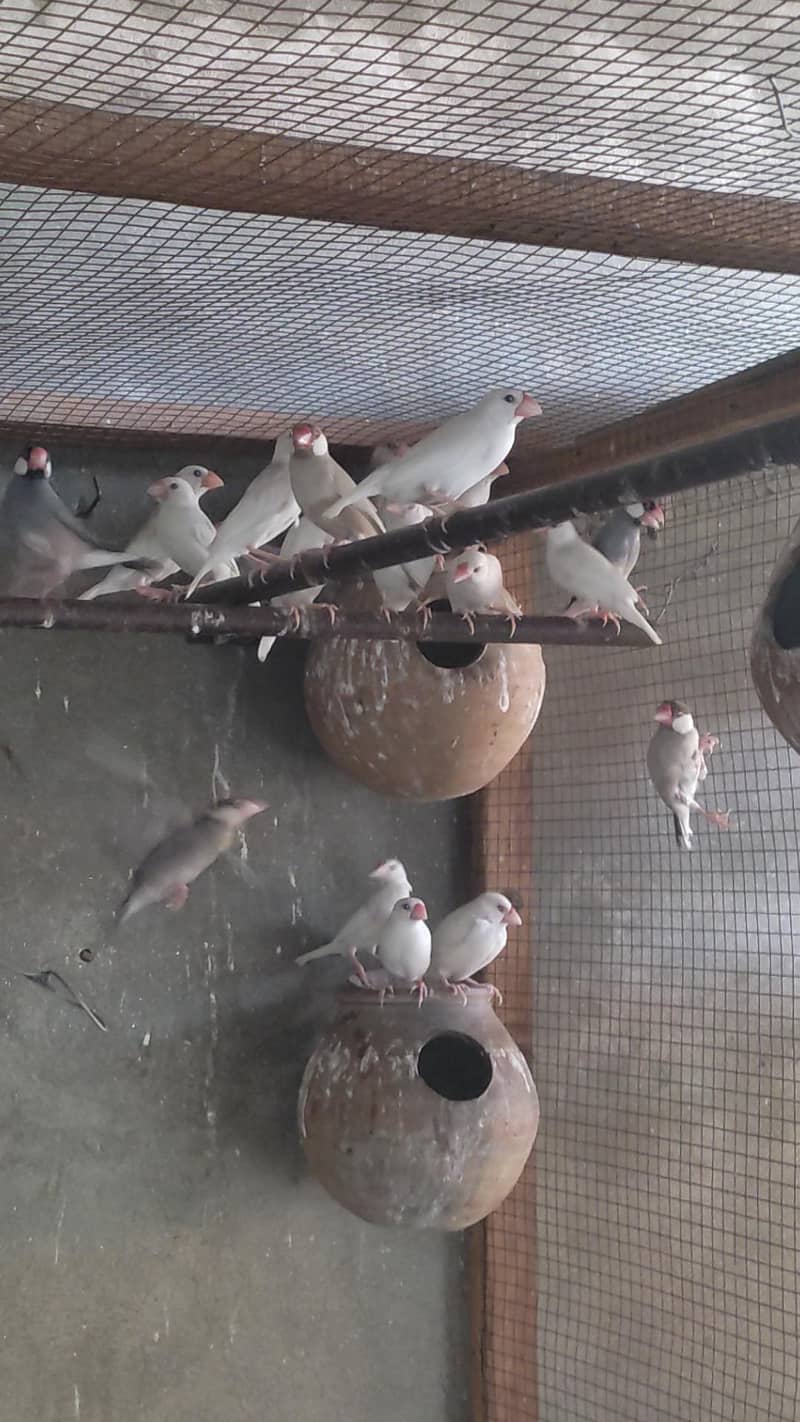 white java , fawn java ,silver java ,grey java 0