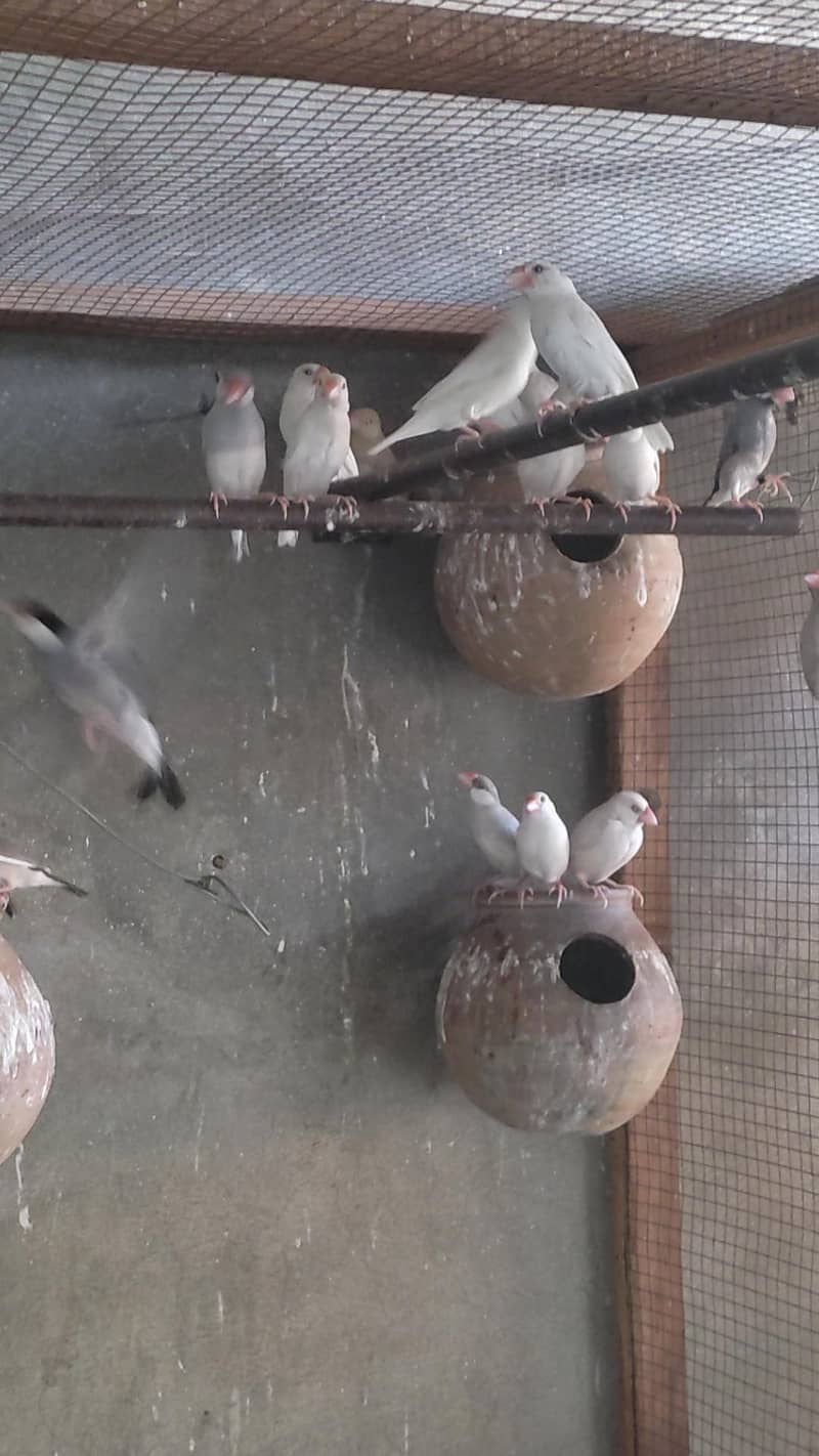 white java , fawn java ,silver java ,grey java 1