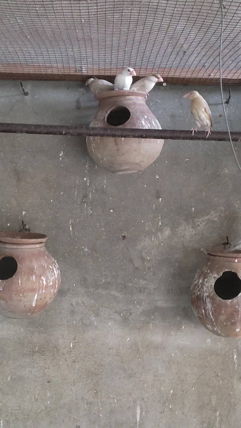 white java , fawn java ,silver java ,grey java 2