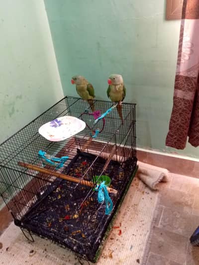 MALE Raw Parrot  Pair For Sale near Speaking Handtam