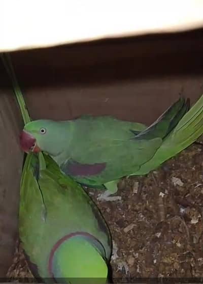 breeder pair available 5/5 average