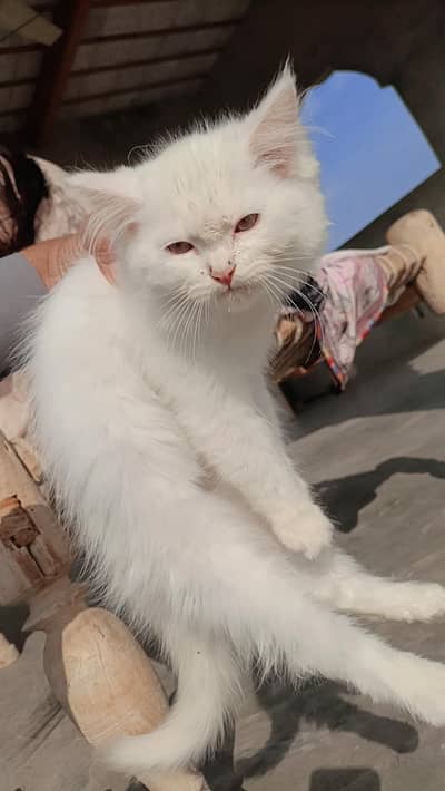 persian male kitten