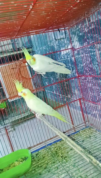 common white breeder pair