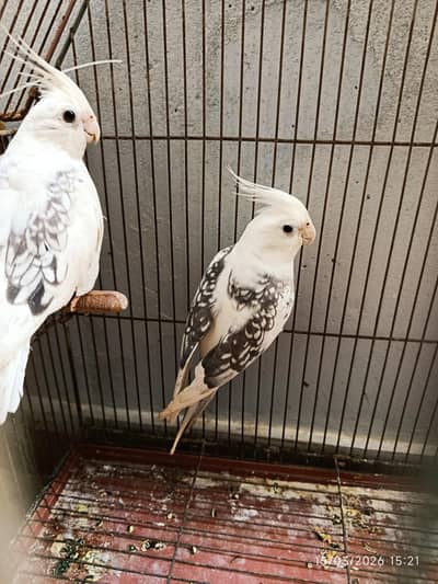 Cockatiel - White Face Cinnamon Hand-Tame Female