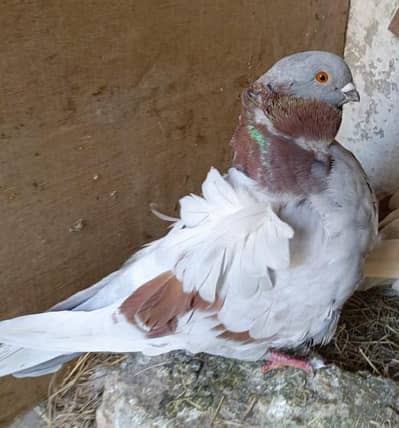 3 Males Available Satinent