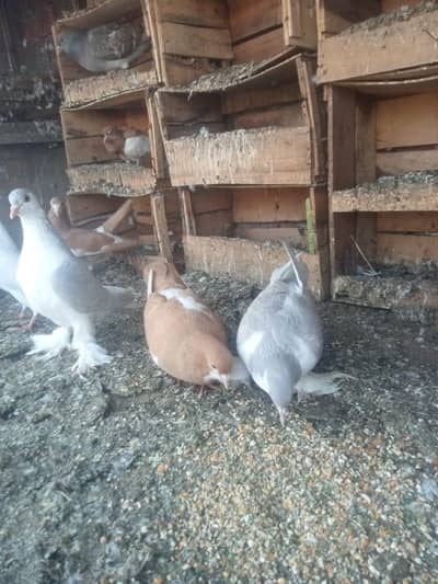 kabotr 03054000665 par