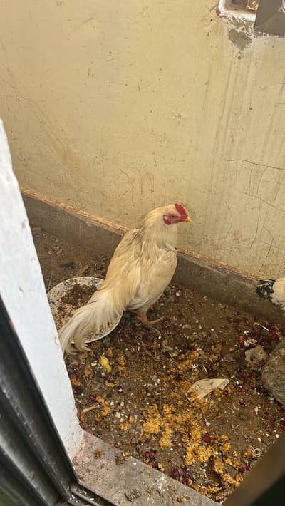 best aseel hera murgha loyal and honest