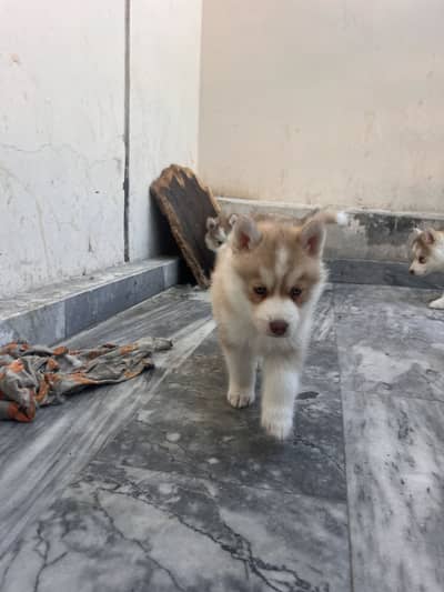 Siberian Husky Top Notch breed