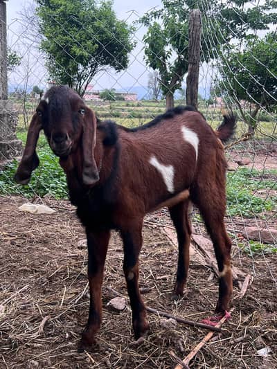 qurbani ka bakra for sale