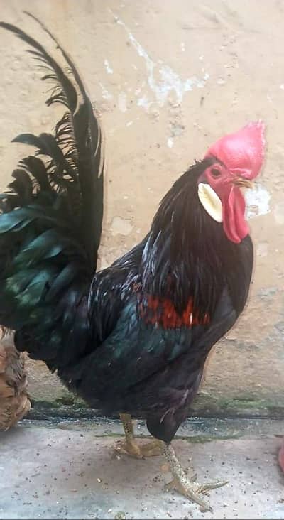 Aseel cock in healthy condition and beautiful body