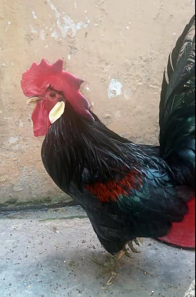 Minorca Aseel cock in healthy condition and beautiful body