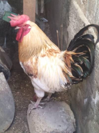 Murga 2 murgiya  urgent sale