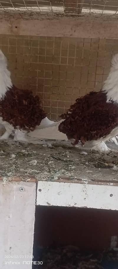 Frill back pigeons pair