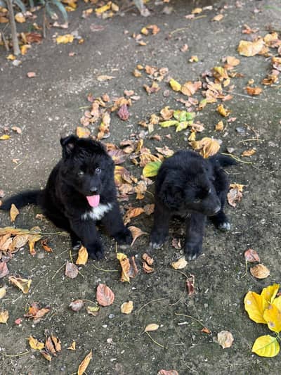 black German shepherd imported blood line