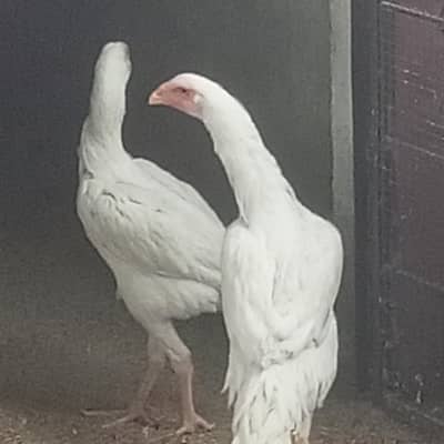 shamo chicks for sale