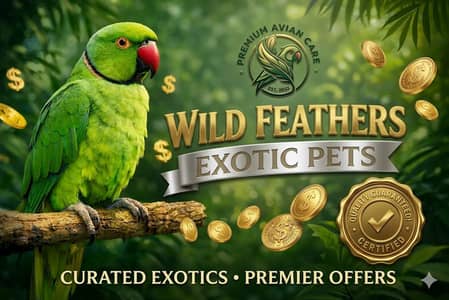 Green Ringneck Parrot