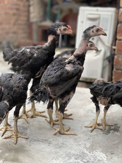 Pure burmi pakoye breed