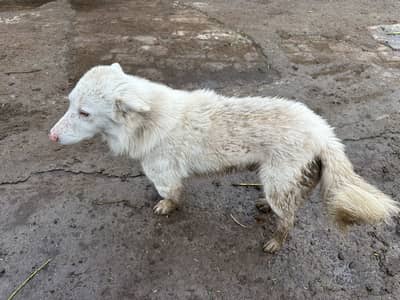 Russian Dog for sale Contact on just call 03008709257