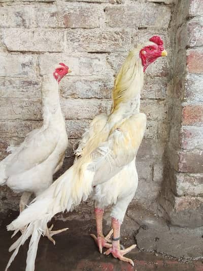 White shamo Pair 03004664831