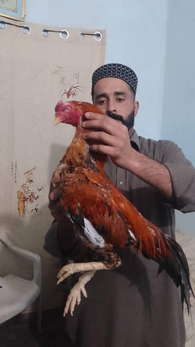pour blood line k bird h pour meyawali breed ak eye sa 1/5 h g