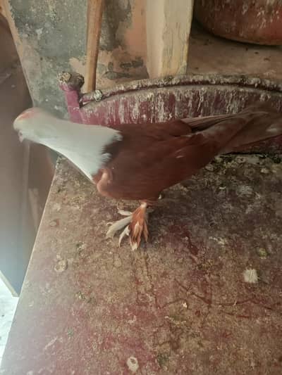 pigeon karblai La/l peela/ kaala  for sale