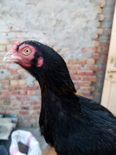 Mashallah top Mianwali Amroha Madi