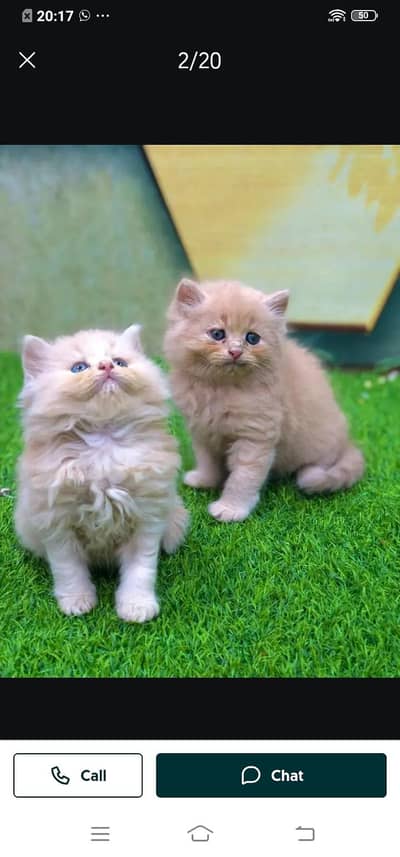 Persian cat for sale male or female my WhatsApp03314372136