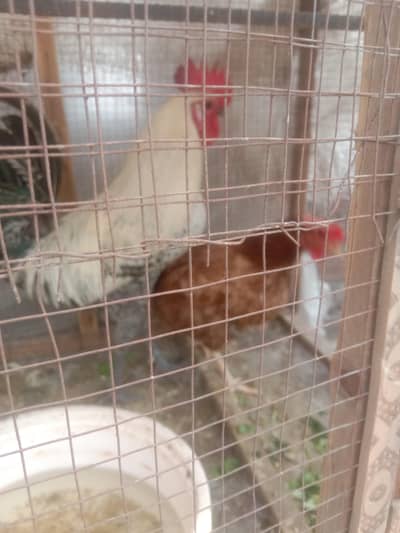 desi hens pair male and female