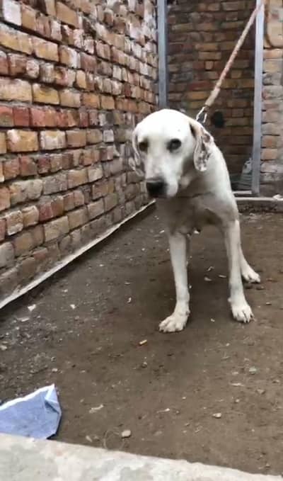 bully gultair female