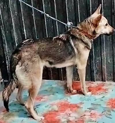 German shepherd or pigyari mix security ka Lia garanty ha