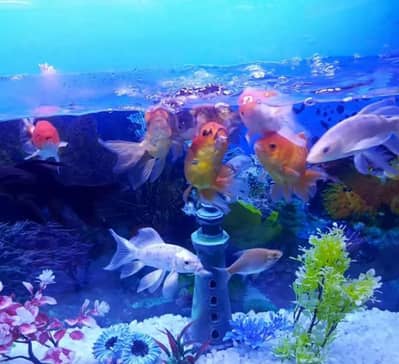 Neat and Clean Fish Tanker For Fish Lover