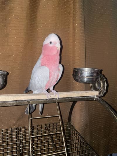 Gala Cockatoo