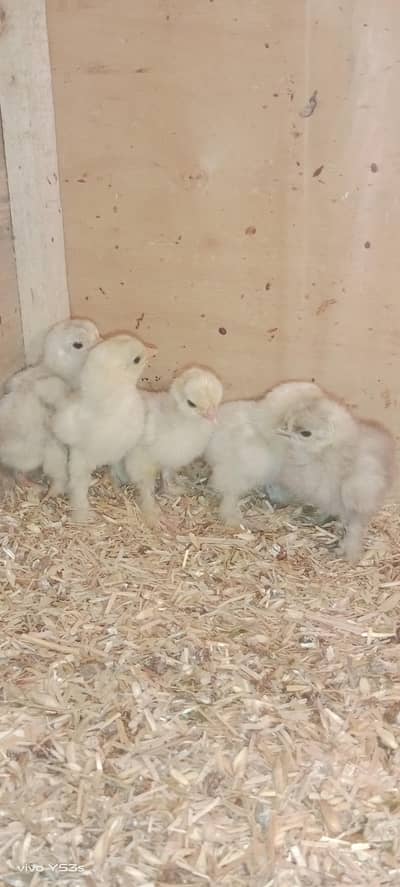 Black Bantum white bantum Aseel mushka silver sebright